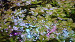  , (Shinnersia rivularis)