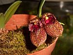Bulbophyllum frostii