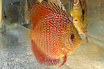 IMG 5993