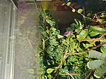 ficus