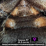 Psalmopoeus reduncus FM L7