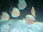 IMG 6675