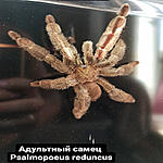 Psalmopoeus reduncus M AD