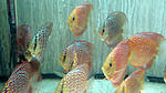 IMG 6290