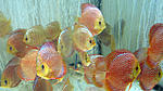 IMG 6442