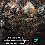 Lasiodora striatipes M L13