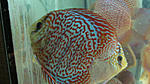 IMG 6239
