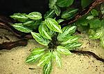 Lagenandra Meeboldii "Silver Powder"
