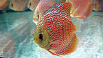 IMG 6234