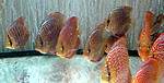 IMG 6273