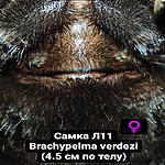Brachypelma verdezi FM L11