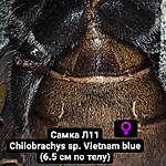 Chilobrachys sp. Vietnam blue FM L11