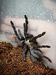 Cyriopagopus sp. Hati-hati ♀️ L-11