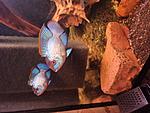 IMG 20200511 015406