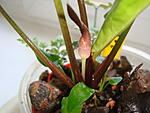 Cryptocoryne noritoi Wongso