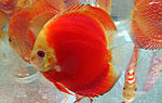 IMG 6137