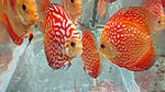 IMG 6138