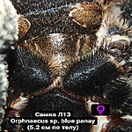 Orphnaecus sp. blue panay FM L13