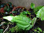 Cryptocoryne ferruginea var. ferruginea, Bau, Sarawak, Borneo