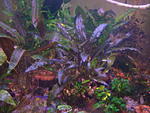 Cryptocoryne wendtii var. krauterii