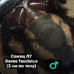 Davus fasciatus M L7