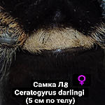 Ceratogyrus darlingi FM L8