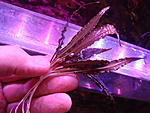 Cryptocoryne wendtii Tropica mini red