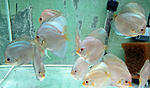 IMG 6527