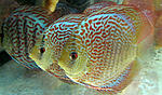 IMG 6425