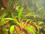 Cryptocoryne nurii  Luminous green Pahang Barat (2)