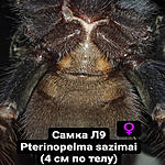 Pterinopelma Sazimai FM L9