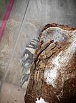 Psalmopoeus Cambridge L-9