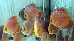 IMG 6285
