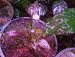 Cryptocoryne   Matakensis from  nambas  var  urple .