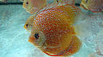 IMG 6274