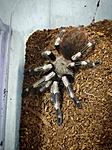 Nhandu chromatus ♀️ L-9