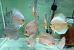 IMG 6526