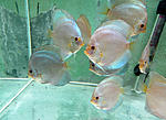 IMG 6525