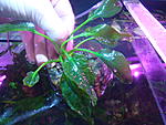Echinodorus sp. Keryukeon Sao Miguel