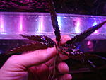 Cryptocoryne wendtii Tropica mini red