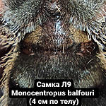 Monocentropus balfouri FM L9