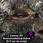 Grammostola pulchr FM L9