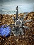 Lasiodora parahybana ♀️ L-8
