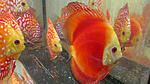 IMG 6379
