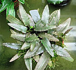 Cryptocoryne cf. ideii Muara Teweh Idei A 09