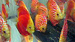 IMG 6385