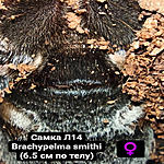 Brachypelma smithi FM L14