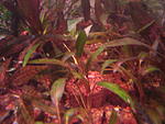 Cryptocoryne nurii Luminous green Pahang Barat