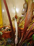   (Cryptocoryne petchii)