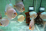 IMG 6511